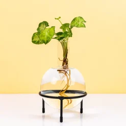 Ditverzinjeniet Vazen|Flora stekjesvaas