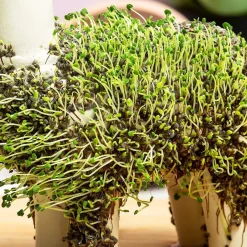 Ditverzinjeniet Bloempotten|Lama bloempot met zaadjes