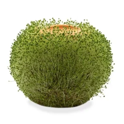 Ditverzinjeniet Bloempotten|Ronde terracotta plantenpot